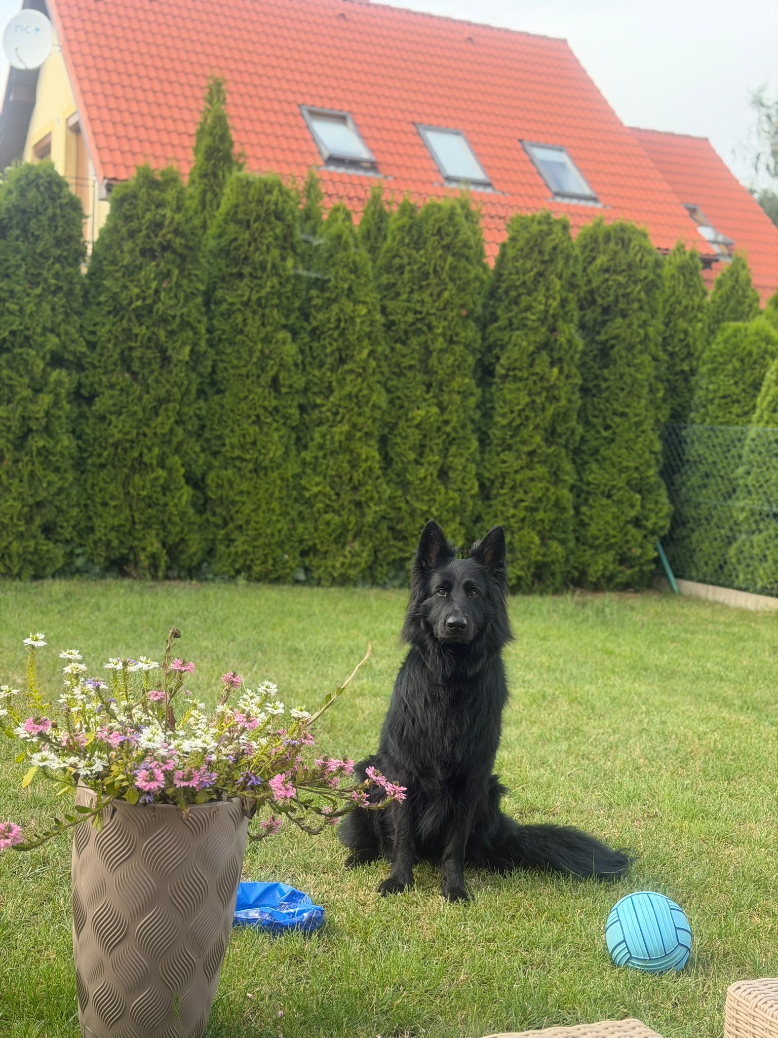 Petsitter